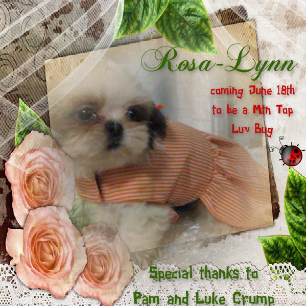 Rosa-Lynn...newest Mtn Top Royal Luv Bug